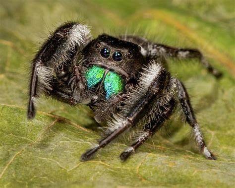 Jumping Spider Regal, Cal Zoo photo archive