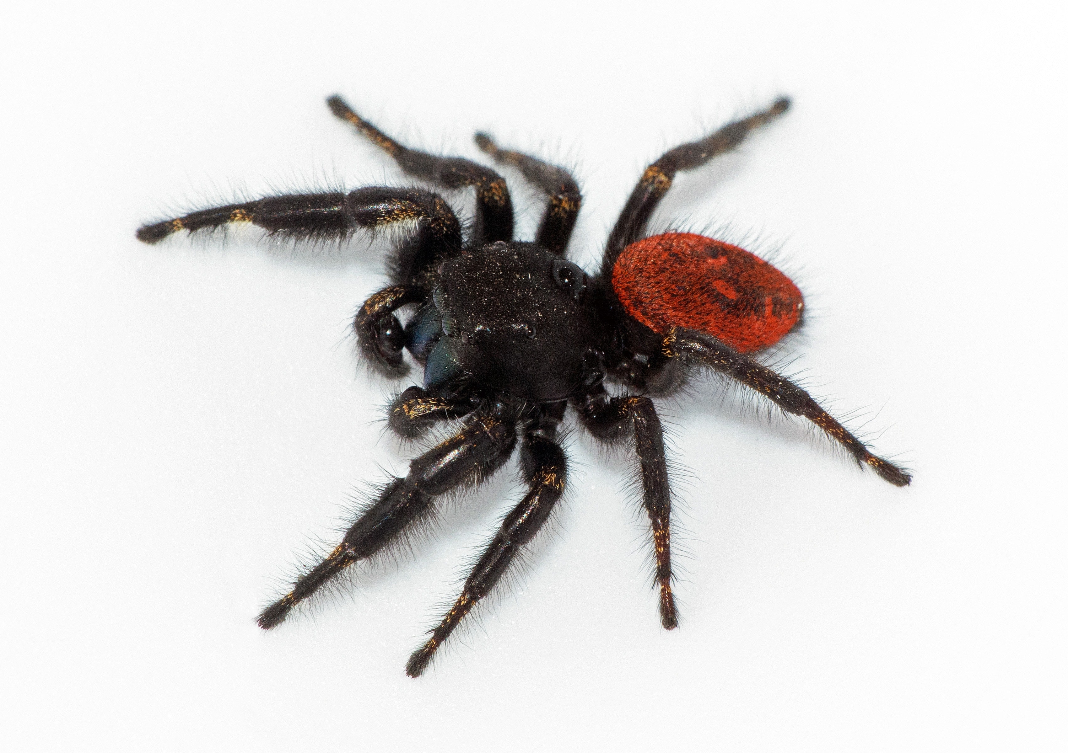 Jumping Spider Johnson S Male, Cal Zoo photo archive