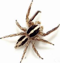 Jumping Spider Pantropical Male, Cal Zoo photo archive