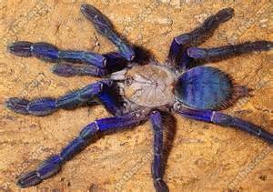 Singapore Blue, Cal Zoo photo archive
