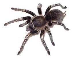 Tarantula Zebra, Cal Zoo photo archive