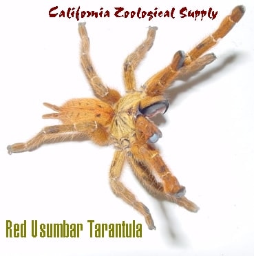 Tar Baboon Red Usumbar, Cal Zoo photo archive
