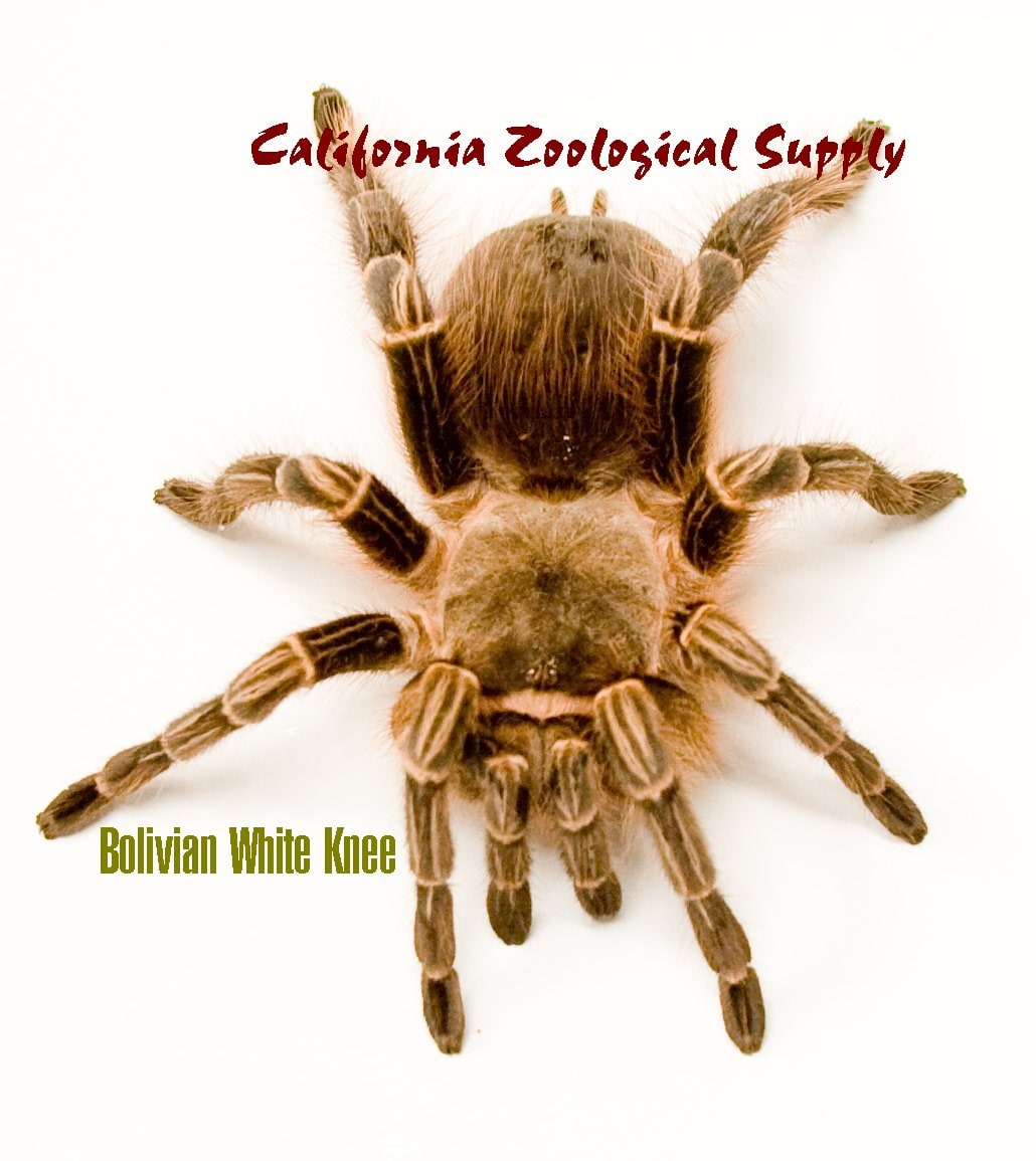 Tar Bolivian White Knee (2), Cal Zoo photo archive