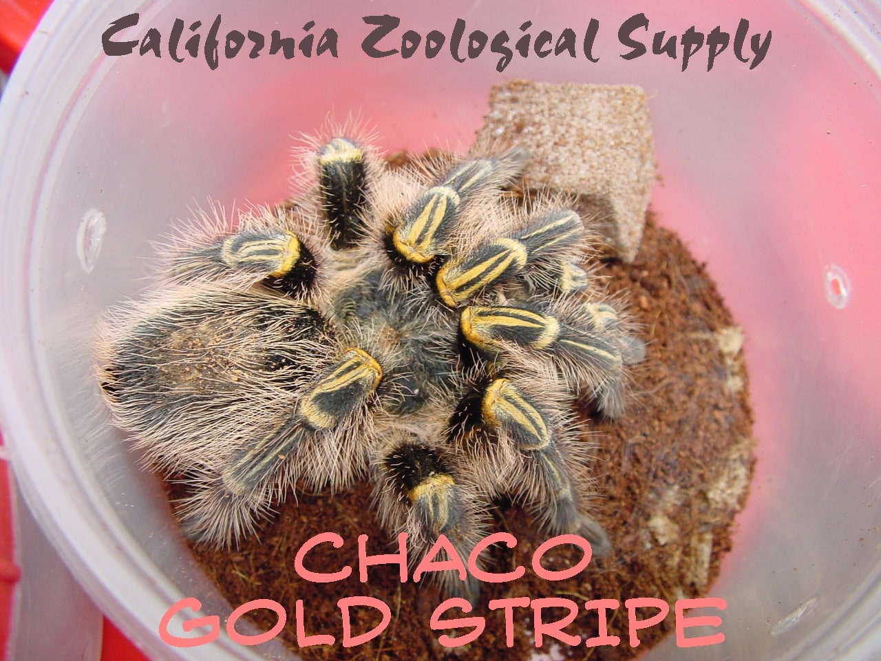 Tar Chaco Gold Stripe, Cal Zoo photo archive
