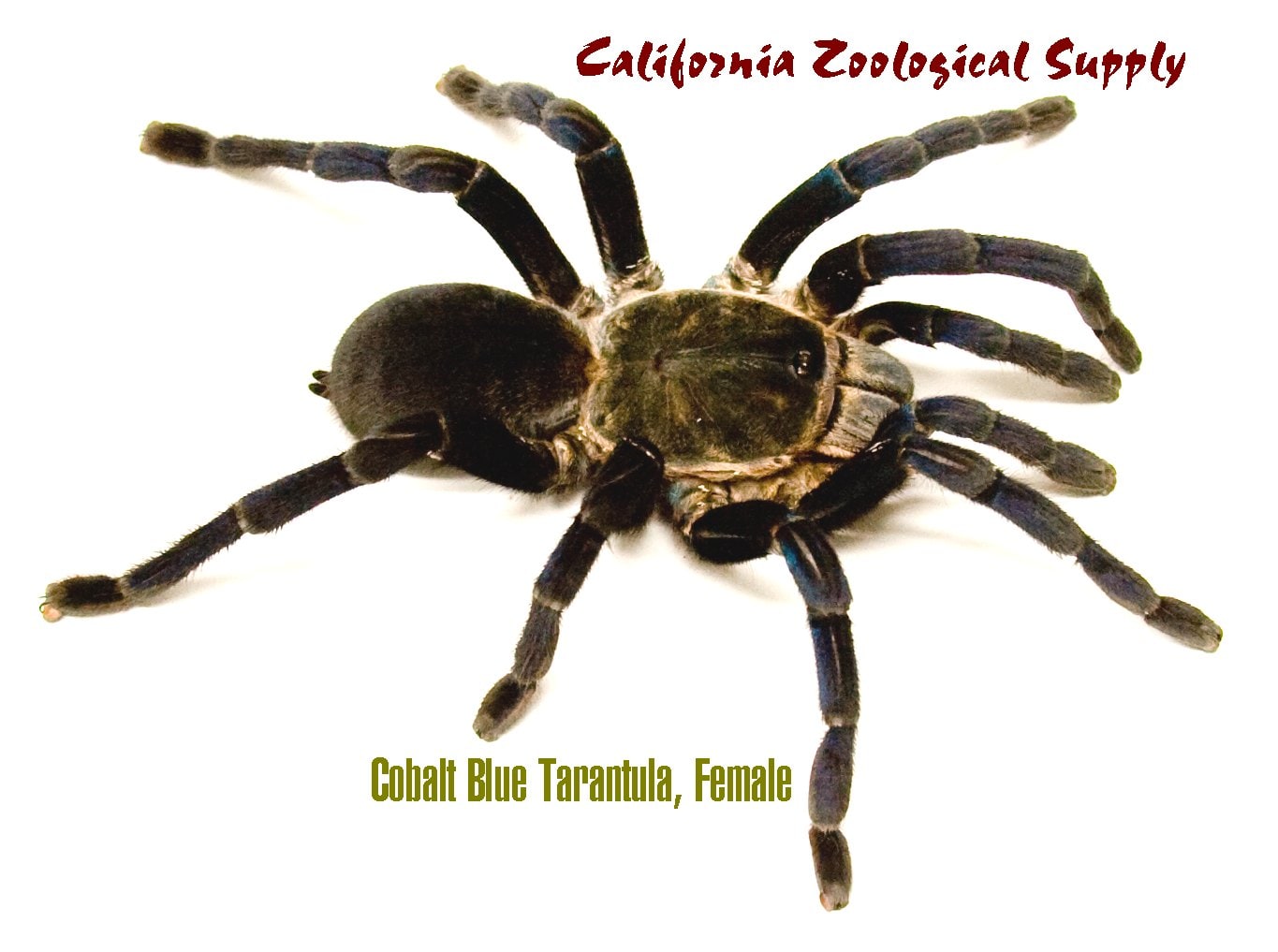 Tar Cobalt Blue 2 Female, Cal Zoo photo archive