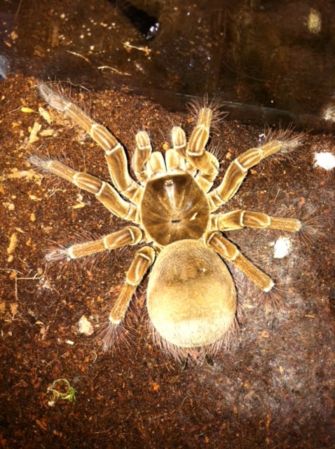 Tar Goliath Burgundy T Stirmi, Cal Zoo photo archive