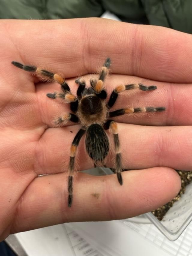 Tar Mexican Red Knee B Harmori Med, Cal Zoo photo archive