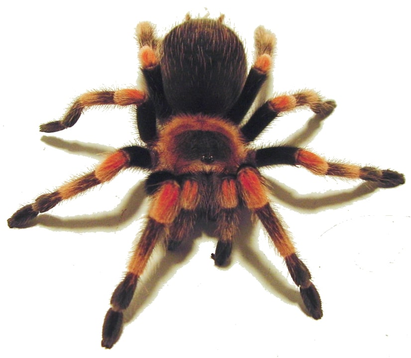 Tar Mexican Red Knee 03, Cal Zoo photo archive