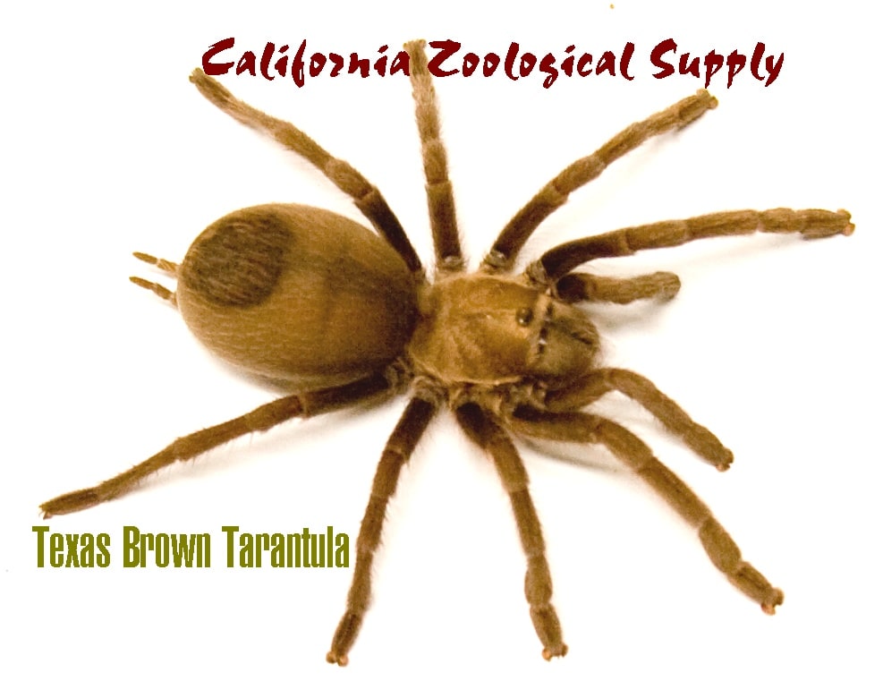 Tar Texas Brown, Cal Zoo photo archive
