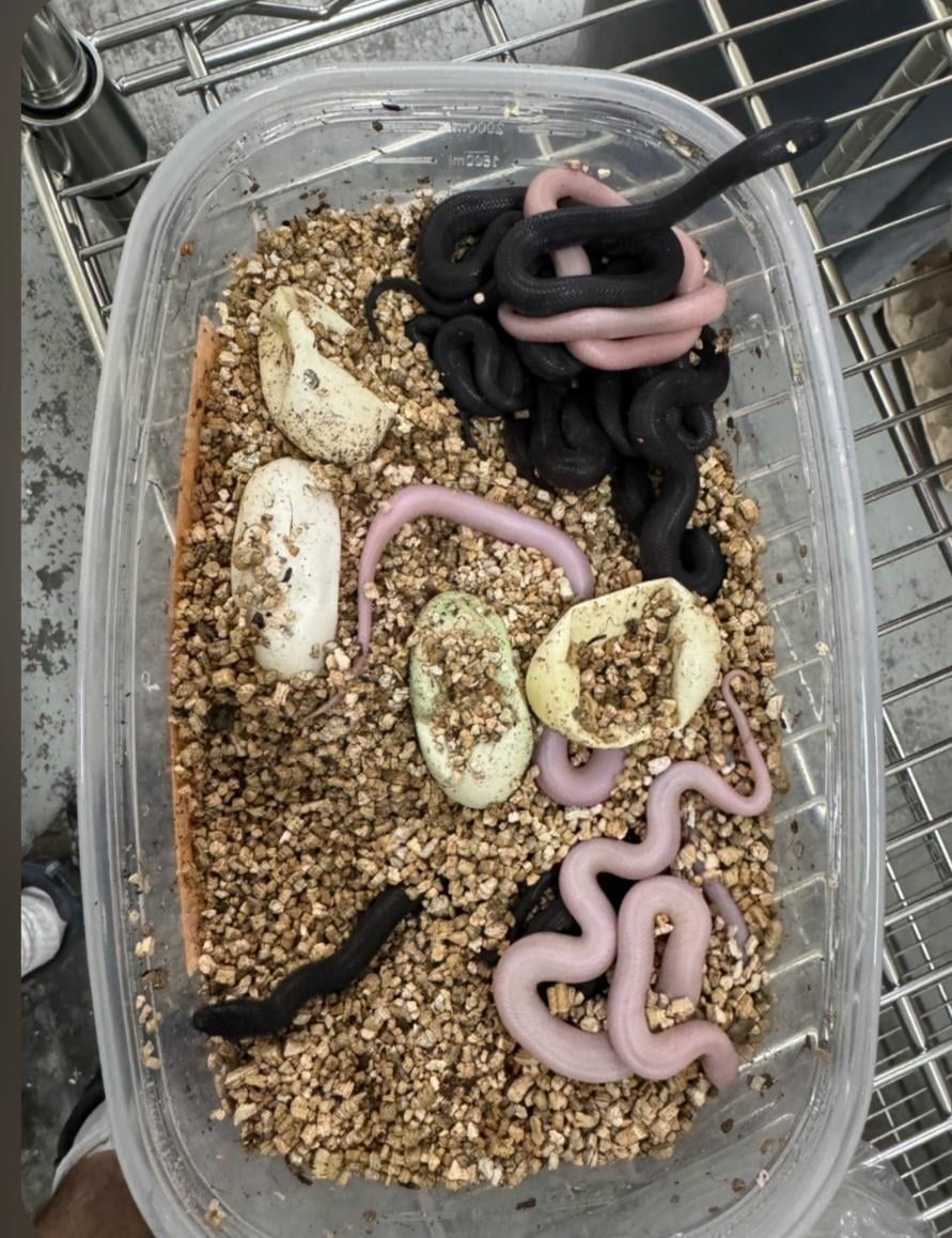 Hatchling snakes and eggs in a breeder tub