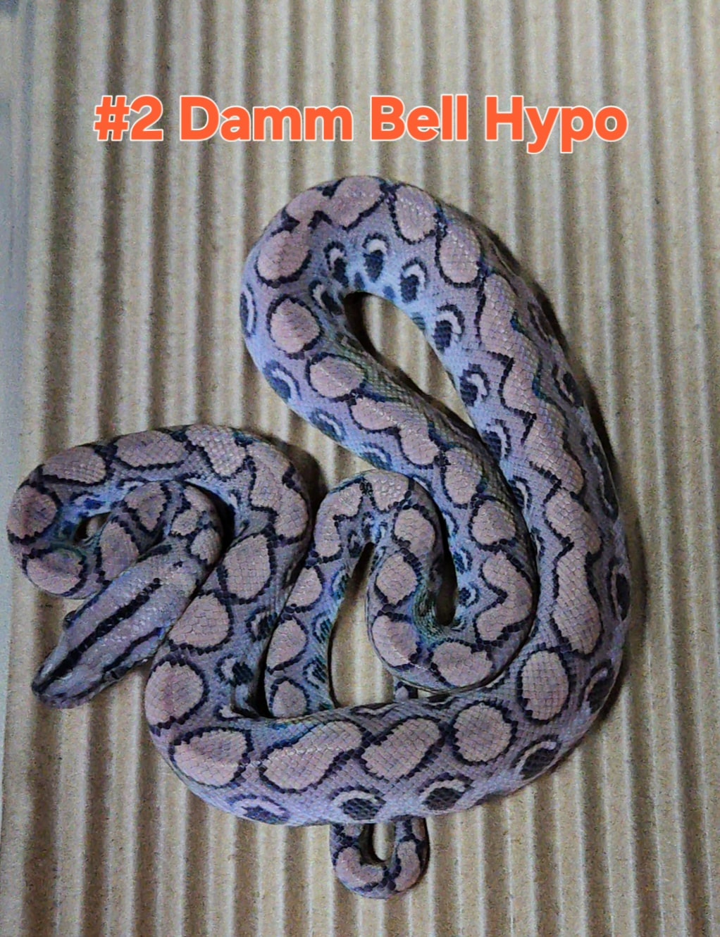 Damm Bell Hypo rainbow boa