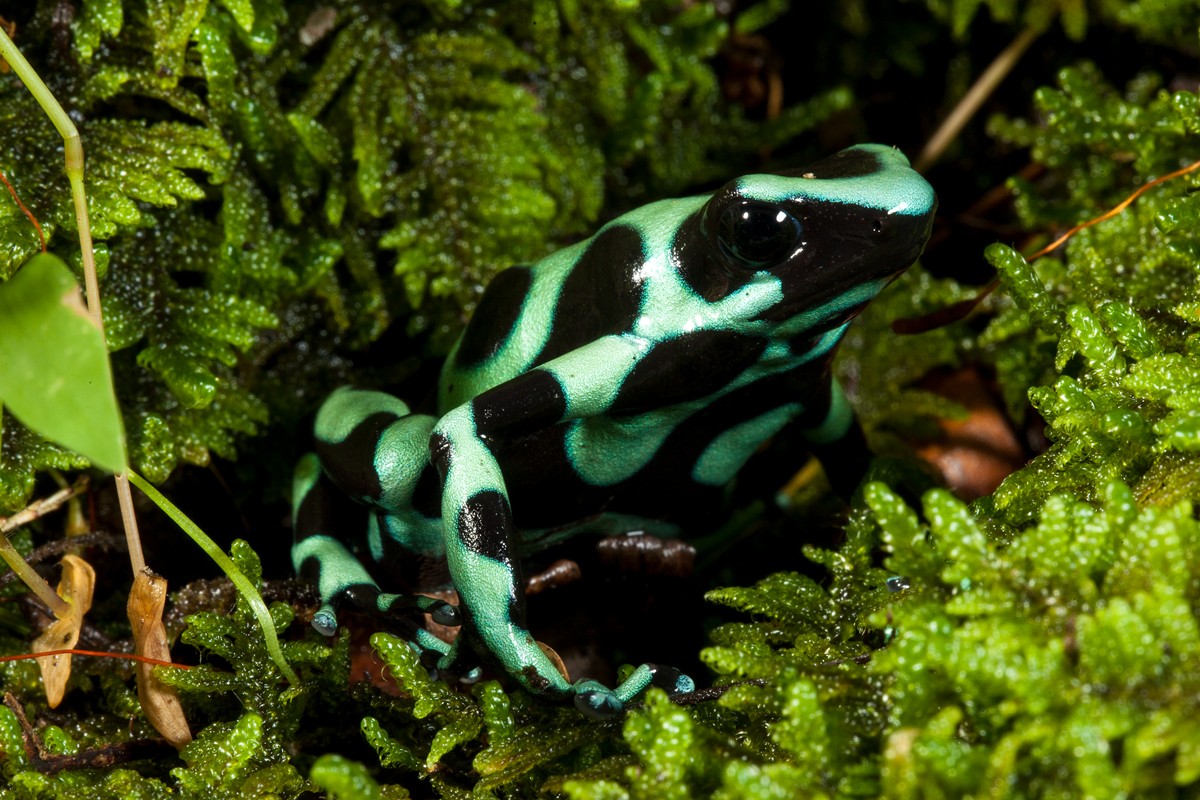 Green and black arrow frog