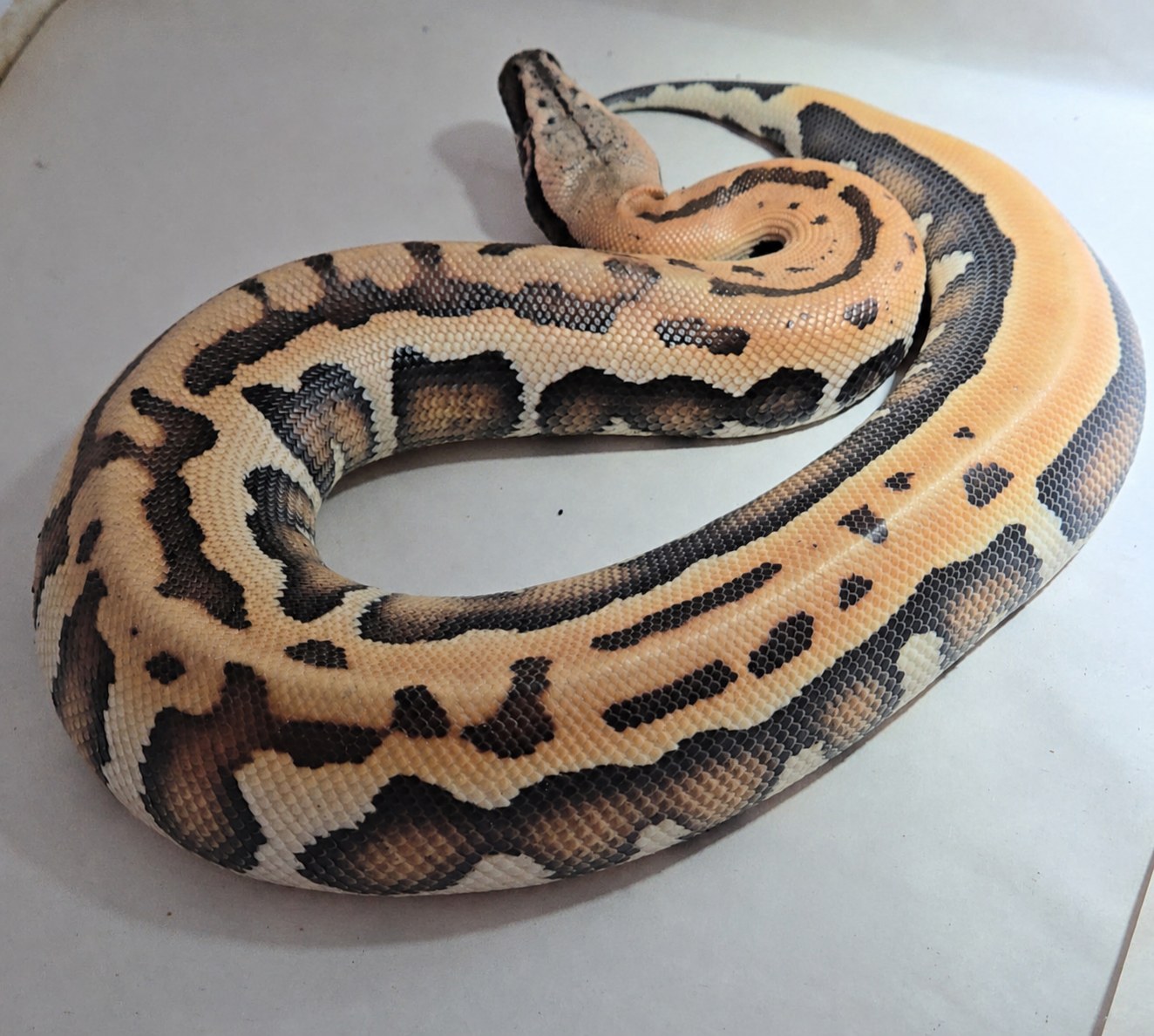 Coiled ball python in a white enclosure