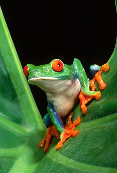Red-eyed tree frog emerging from a leaf
