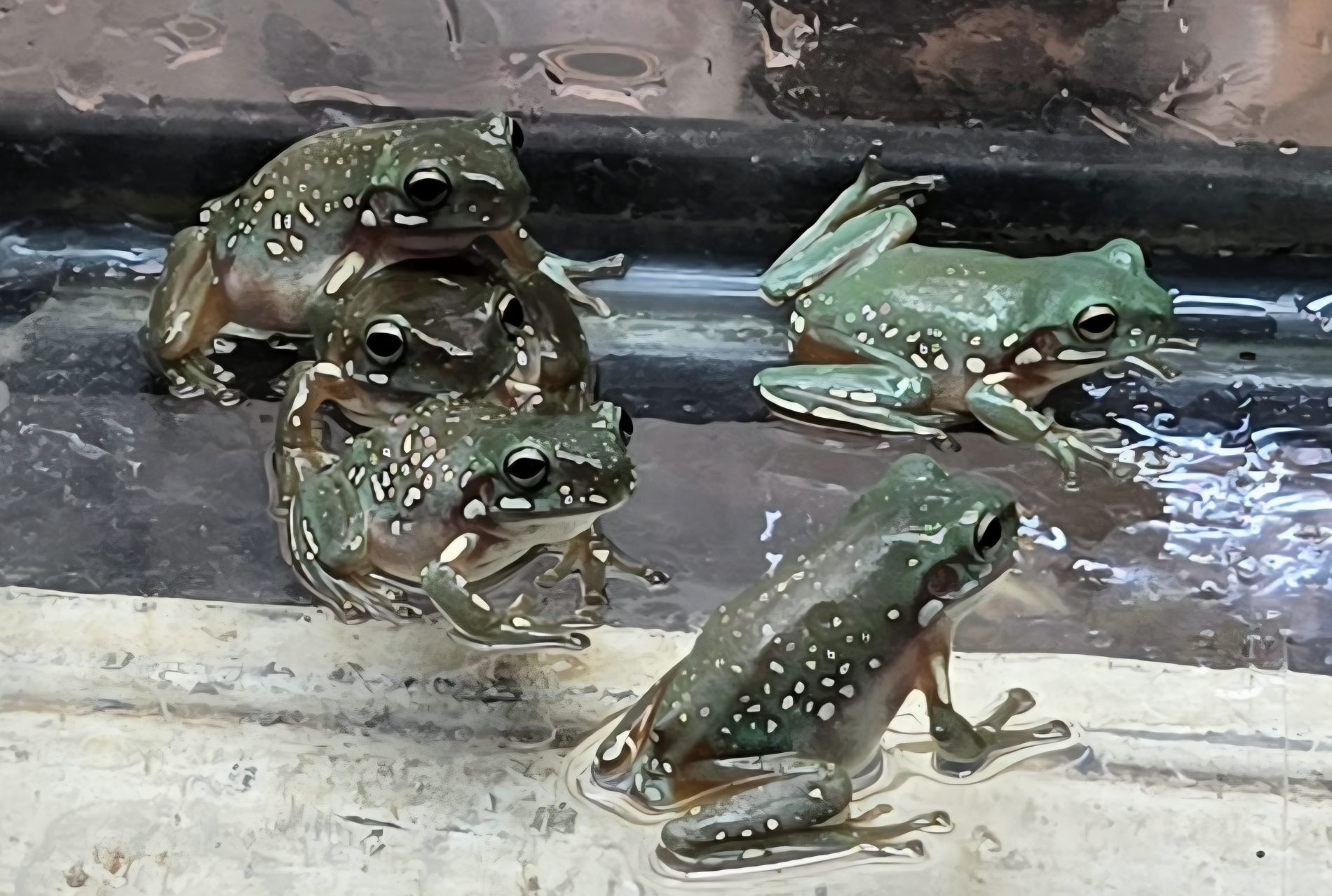 Super Snowflake White’s tree frogs