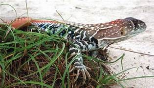 Ornate butterfly agama, male, Cal Zoo photo archive