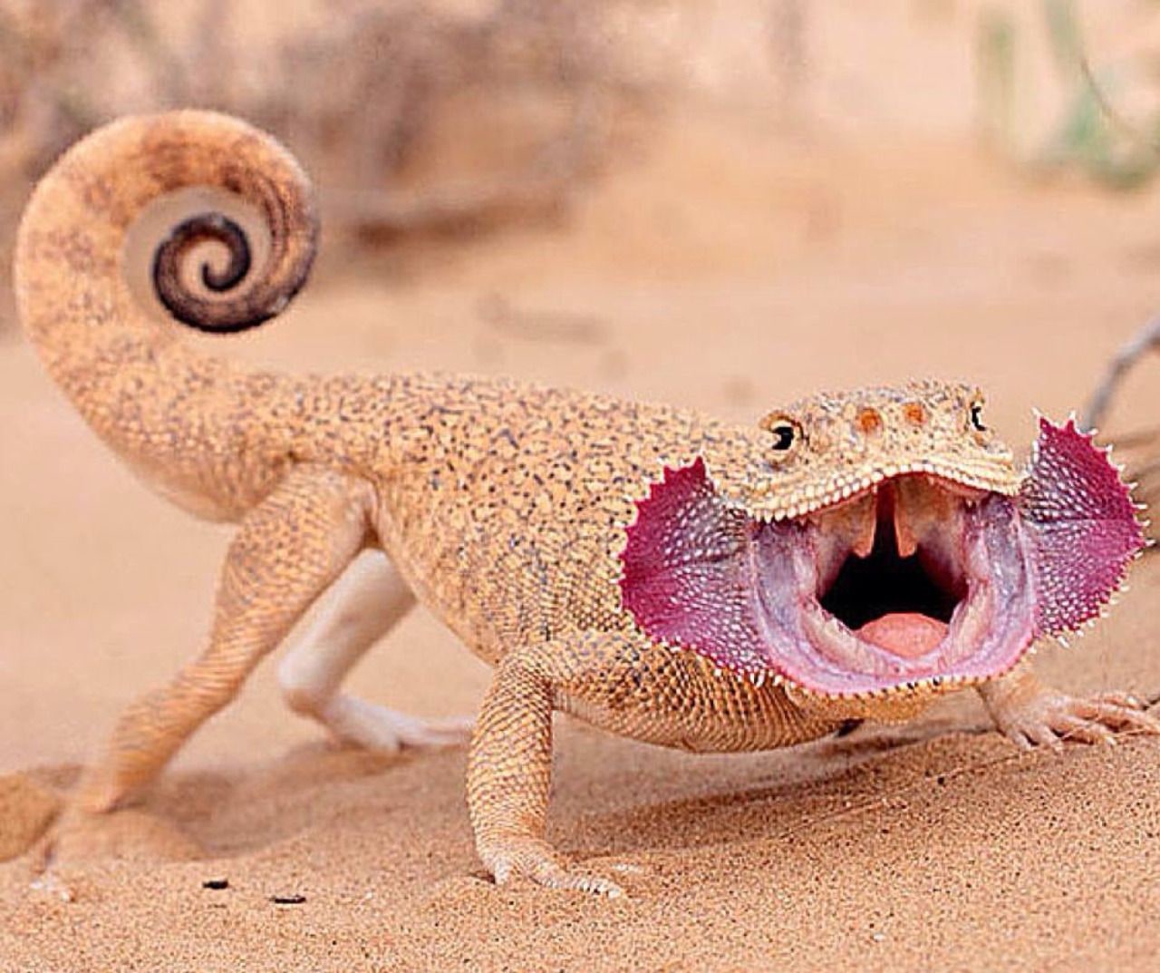 Agama, Cal Zoo photo archive
