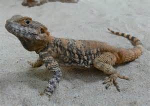 Clown agama, Cal Zoo photo archive