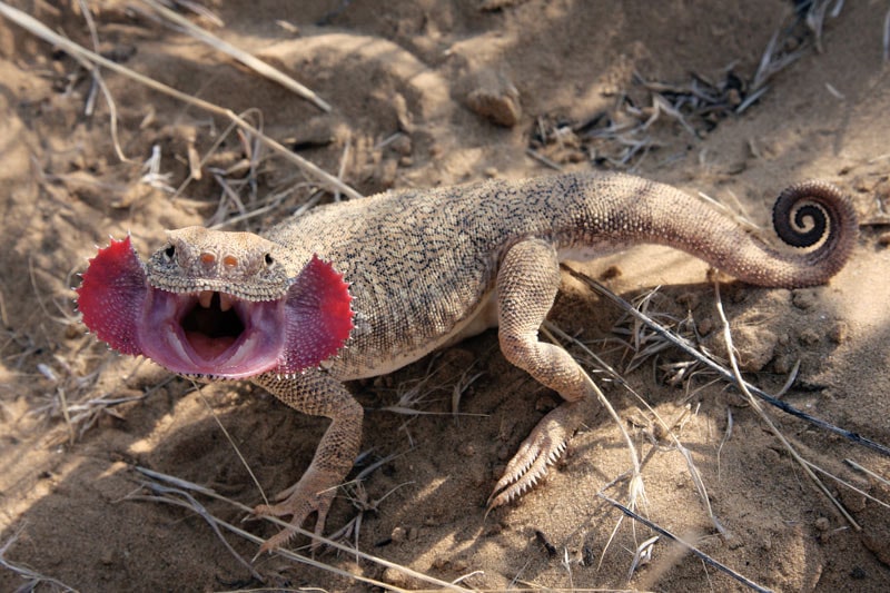 Toad-headed agama, Cal Zoo photo archive
