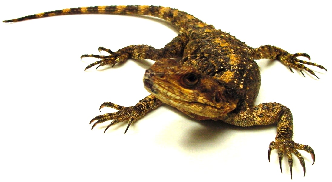 Pyramid agama, Cal Zoo photo archive