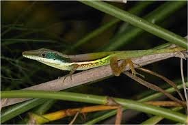 Henderson’s anole, Cal Zoo photo archive