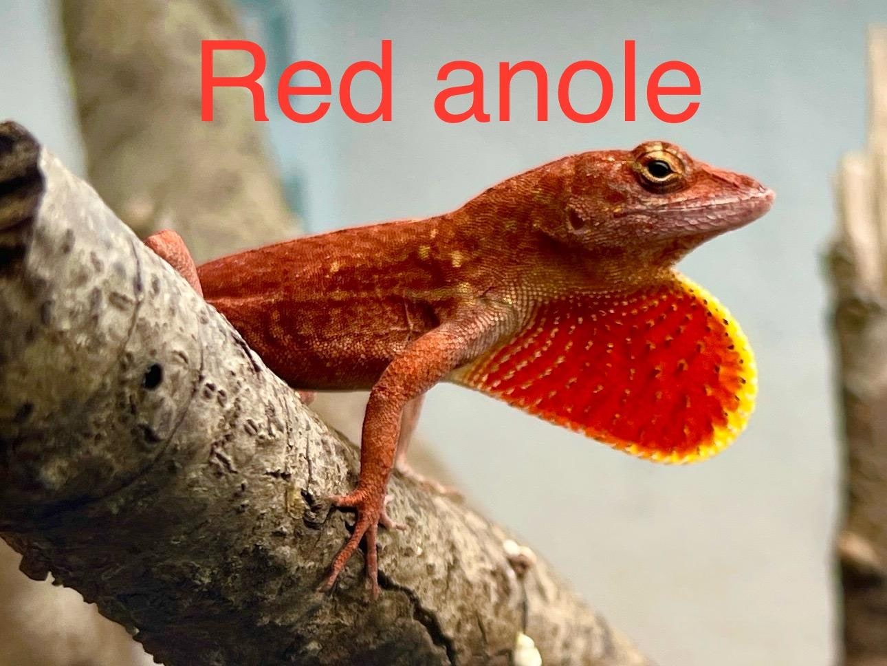 Bahaman red anole, Cal Zoo photo archive