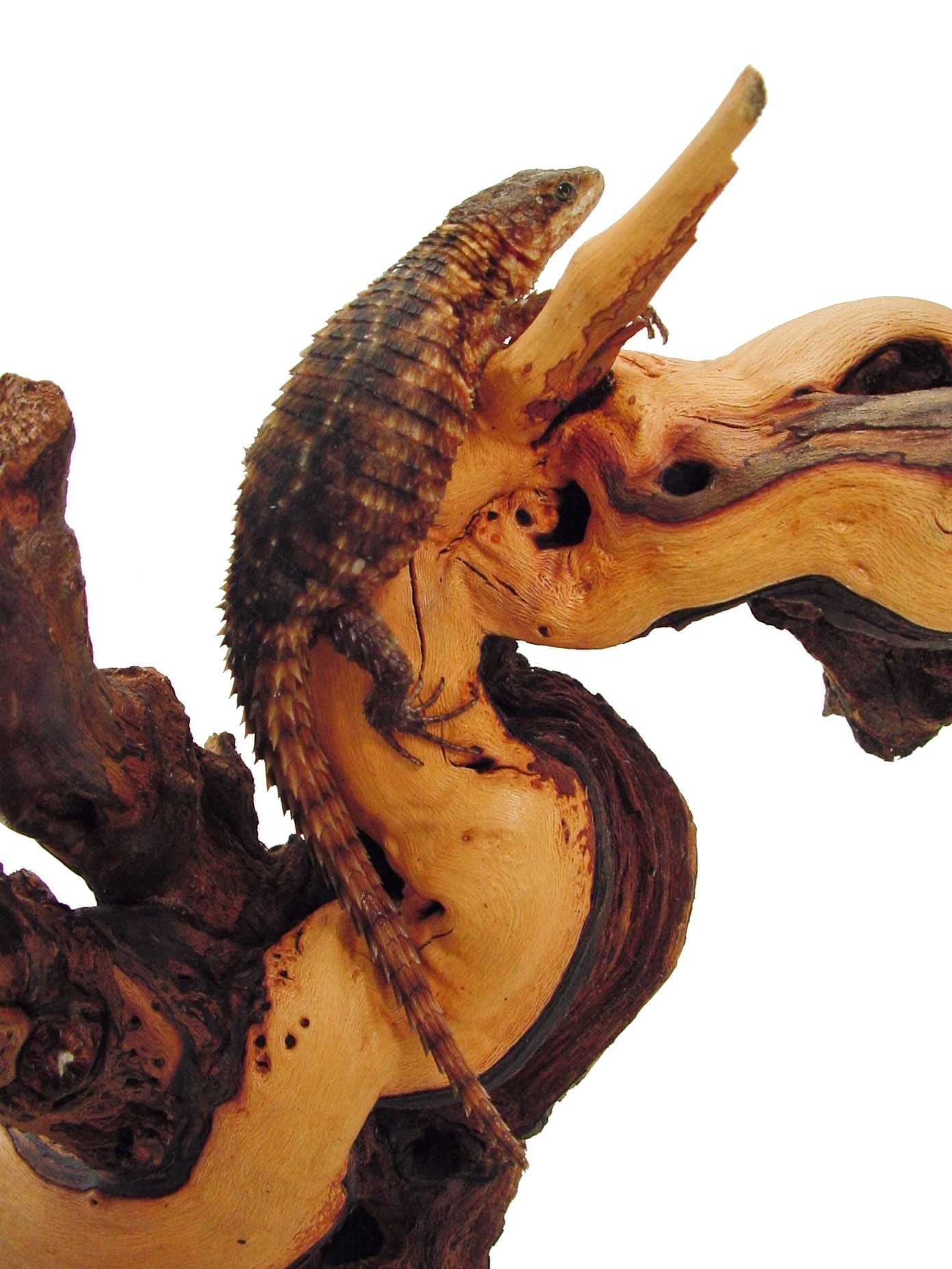 Armadillo girdled lizard, Cal Zoo photo archive