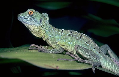 Green basilisk, juvenile, Cal Zoo photo archive