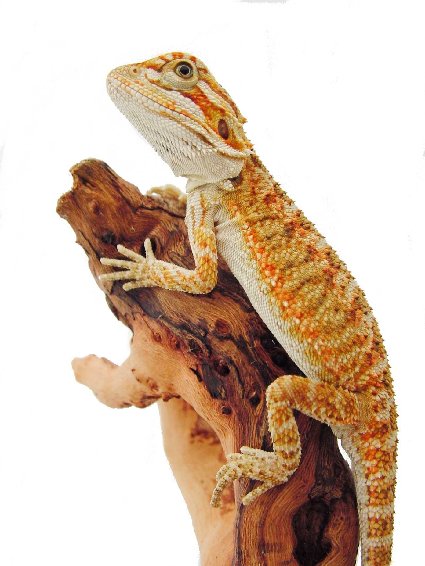 Bearded dragon from the Cal Zoo photo archive