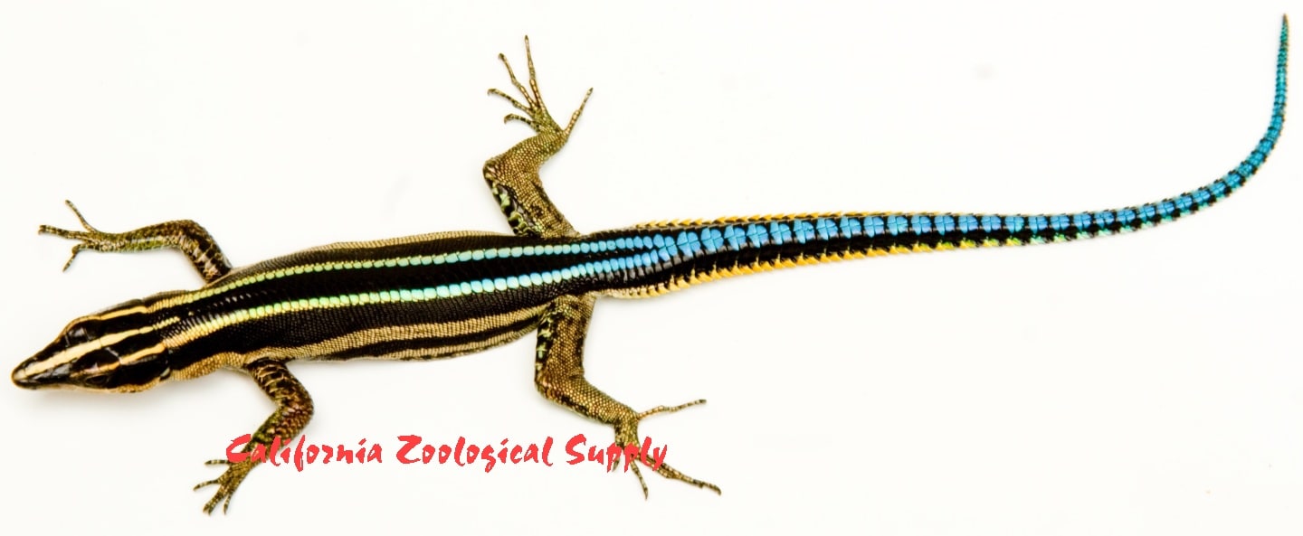 Blue neon rock lizard, Cal Zoo photo archive