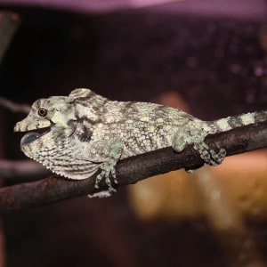 Bearded anole, Cal Zoo photo archive