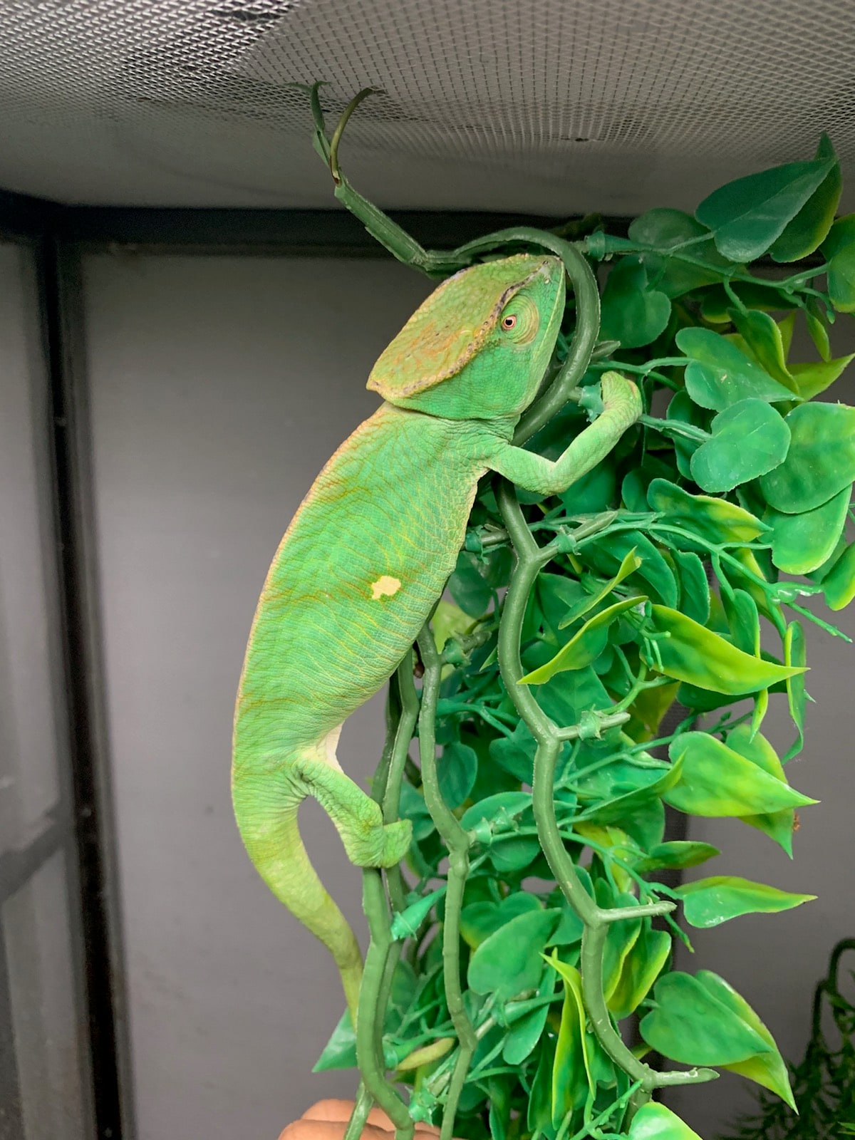 Parson’s chameleon, female, Cal Zoo photo archive