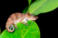 Big-nosed chameleon, Cal Zoo photo archive