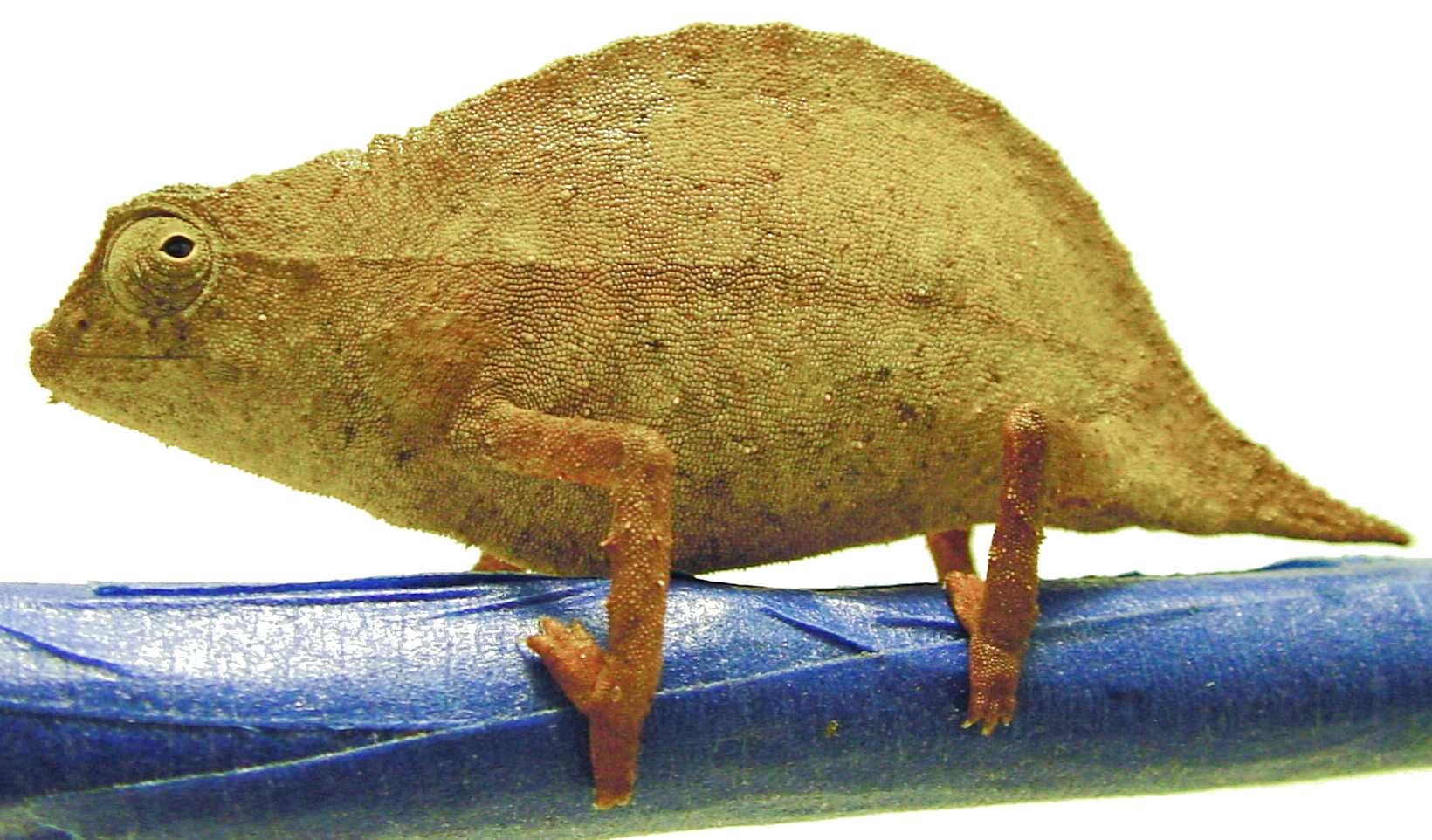 Dwarf stump-tail chameleon, Cal Zoo photo archive