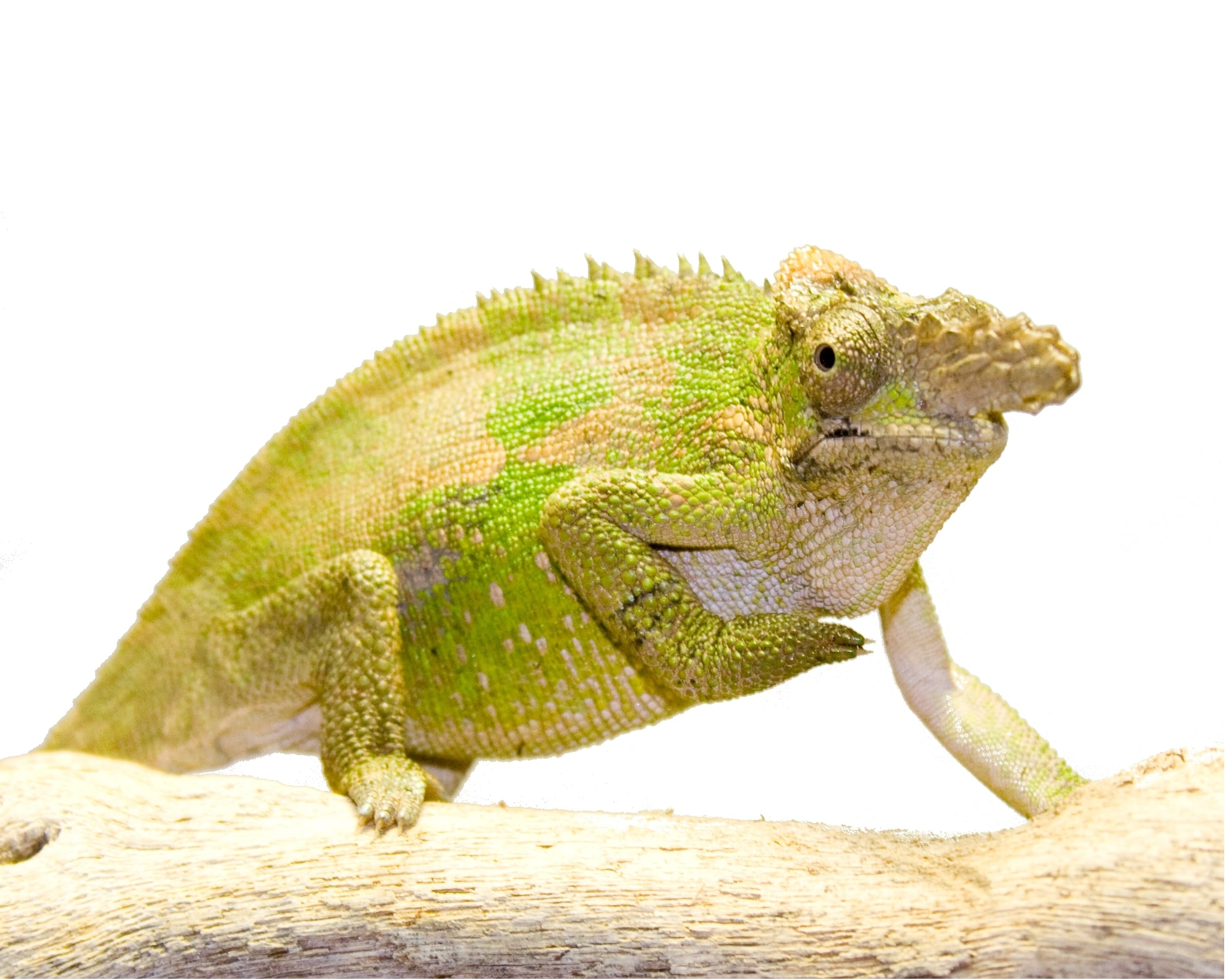 Fischer’s chameleon, Cal Zoo photo archive
