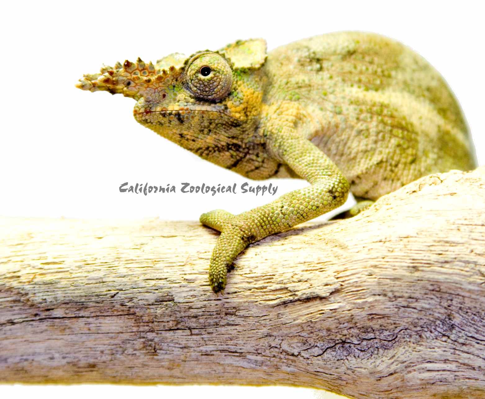 Fischer’s dwarf chameleon, Cal Zoo photo archive