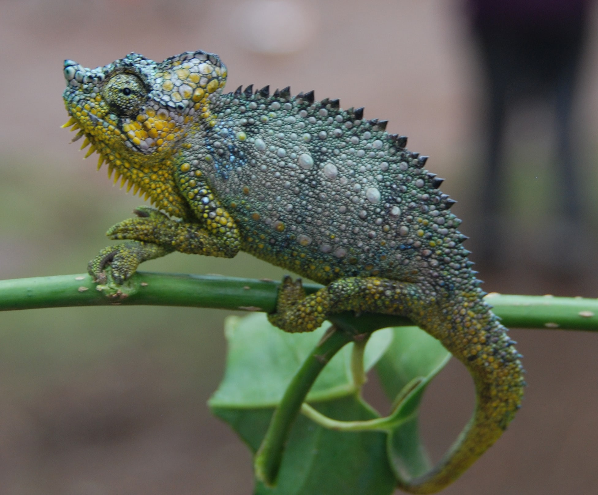 High-casqued chameleon, Cal Zoo photo archive