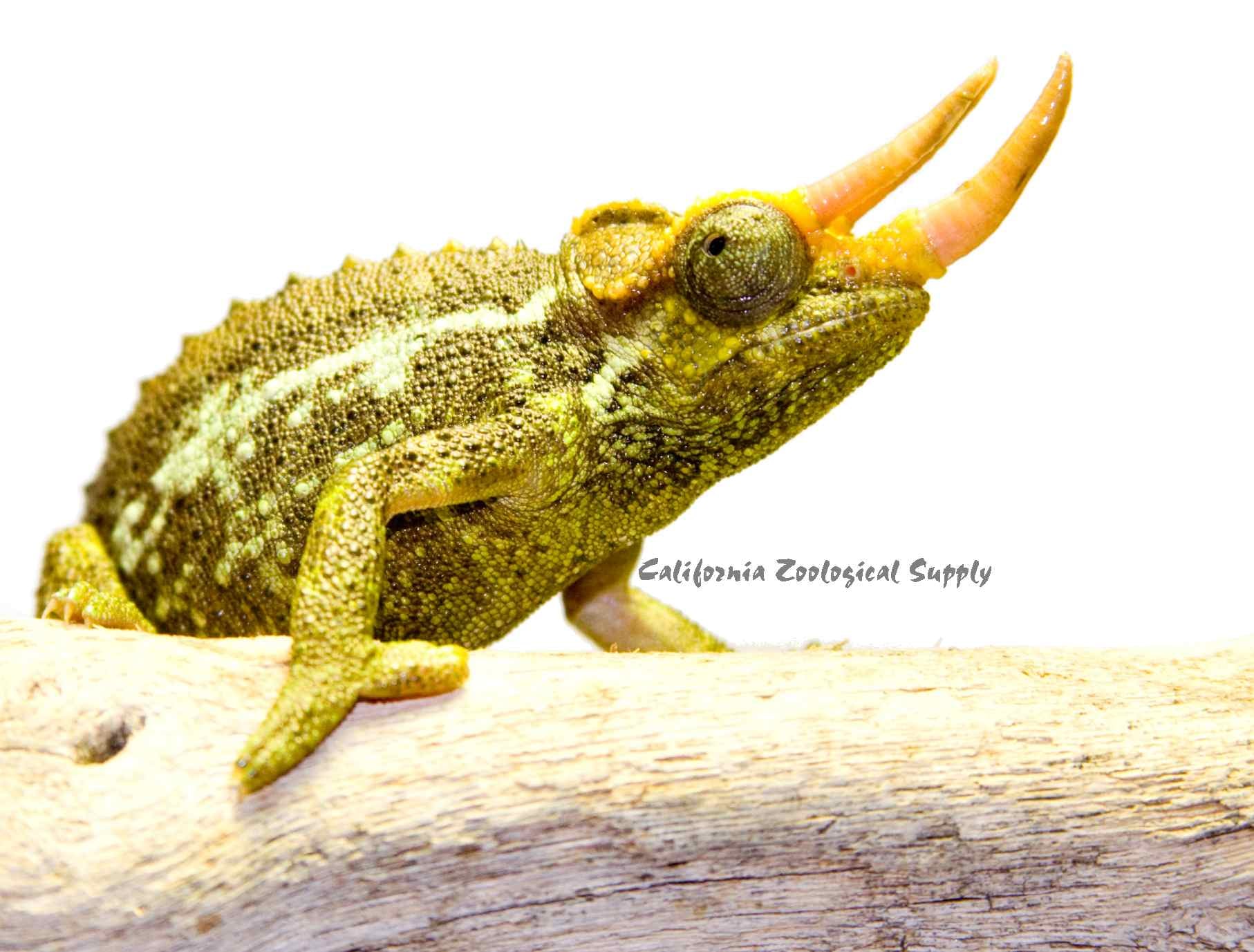 Mount Meru Jackson’s chameleon, Cal Zoo photo archive