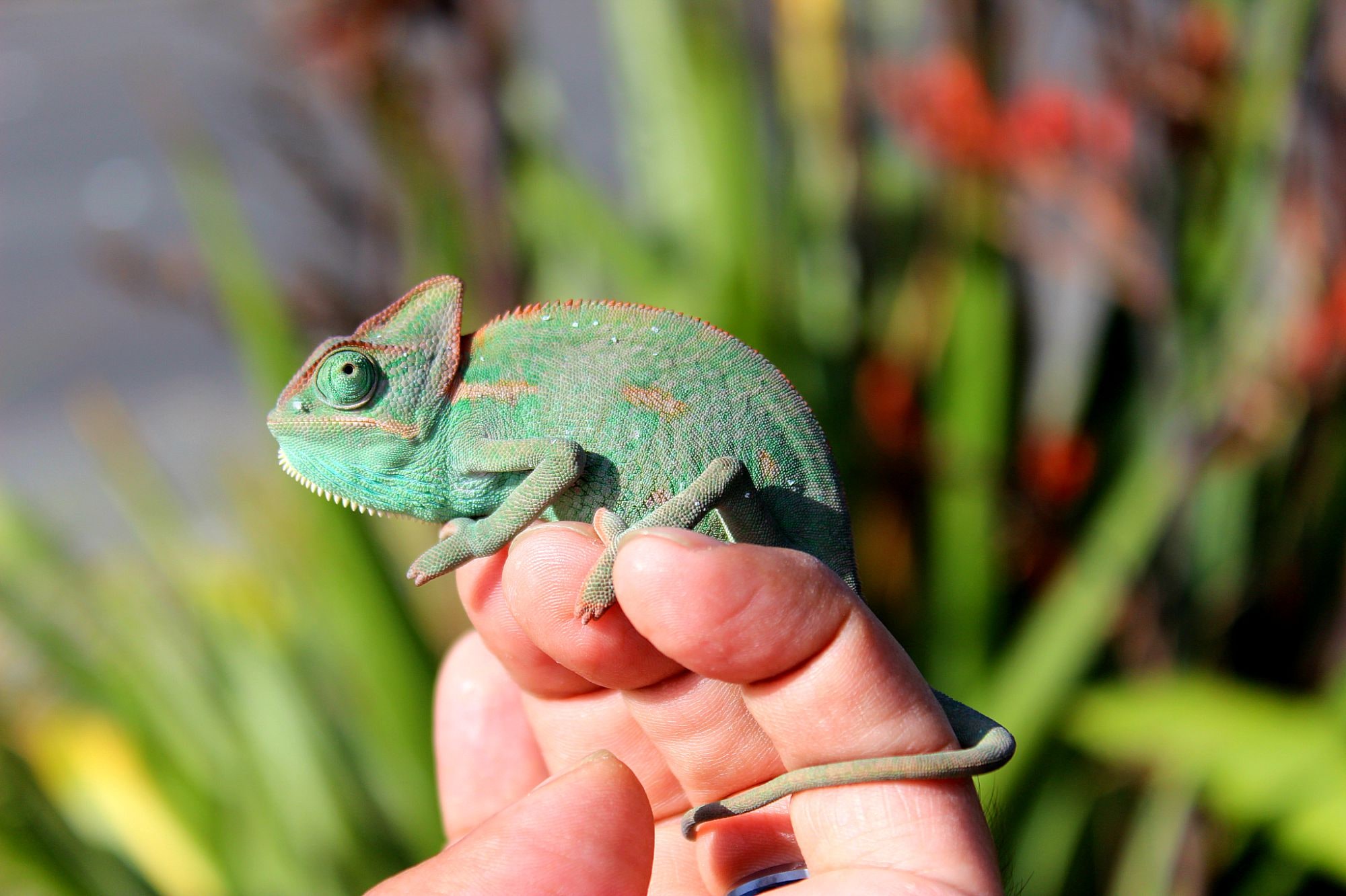 Veiled chameleon, Cal Zoo photo archive