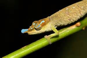 Boettger’s chameleon, Cal Zoo photo archive