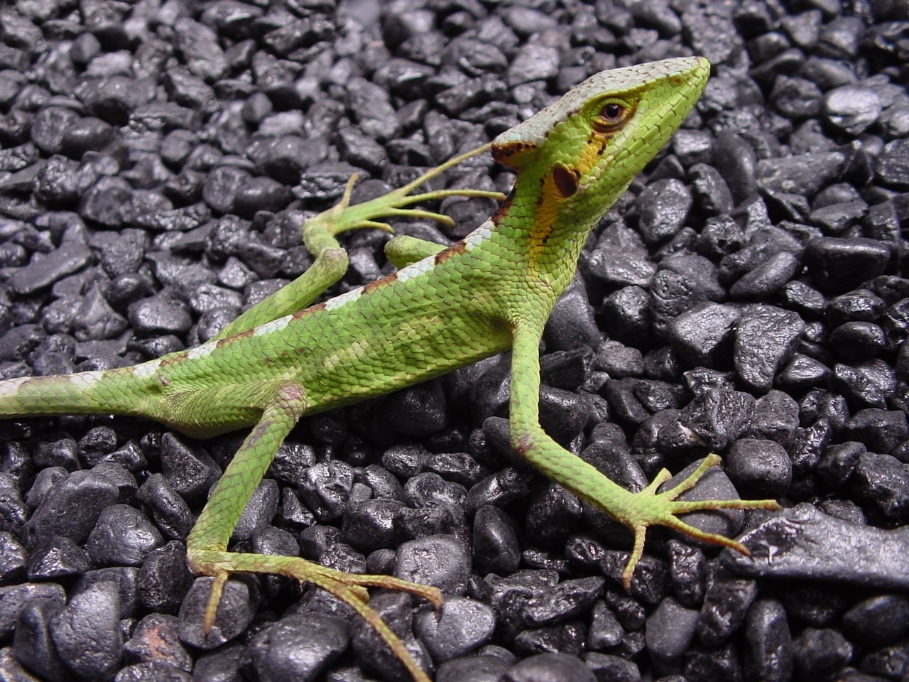 Conehead lizard, Cal Zoo photo archive