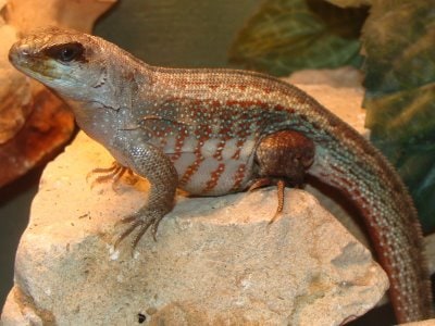 Haitian curlytail lizard, Cal Zoo photo archive