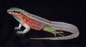 Jeweled curlytail lizard, Cal Zoo photo archive