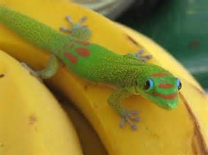 Gold dust day gecko, Cal Zoo photo archive