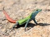 Flat rock lizard, Cal Zoo photo archive