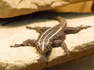 Emperor flat rock lizard, female, Cal Zoo photo archive
