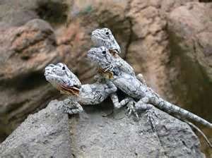 Baby frilled lizard, Cal Zoo photo archive