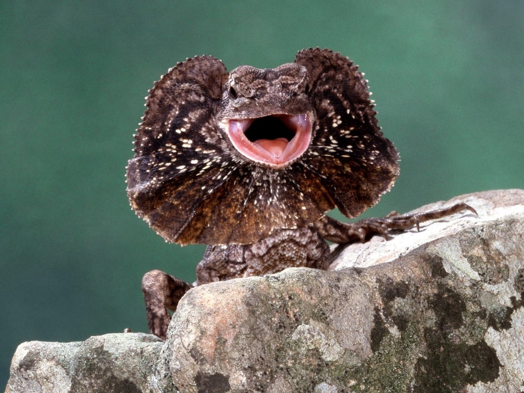 Frilled lizard, Cal Zoo photo archive