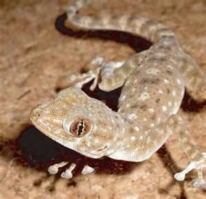 Velvet fan-footed gecko, Cal Zoo photo archive