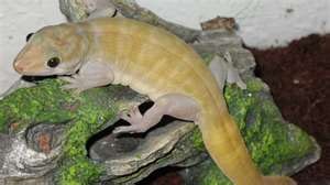 Golden gecko, Cal Zoo photo archive